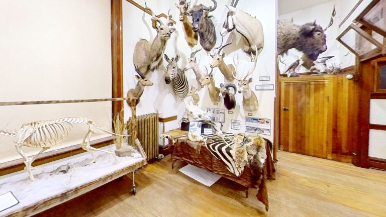 Natural History Collection